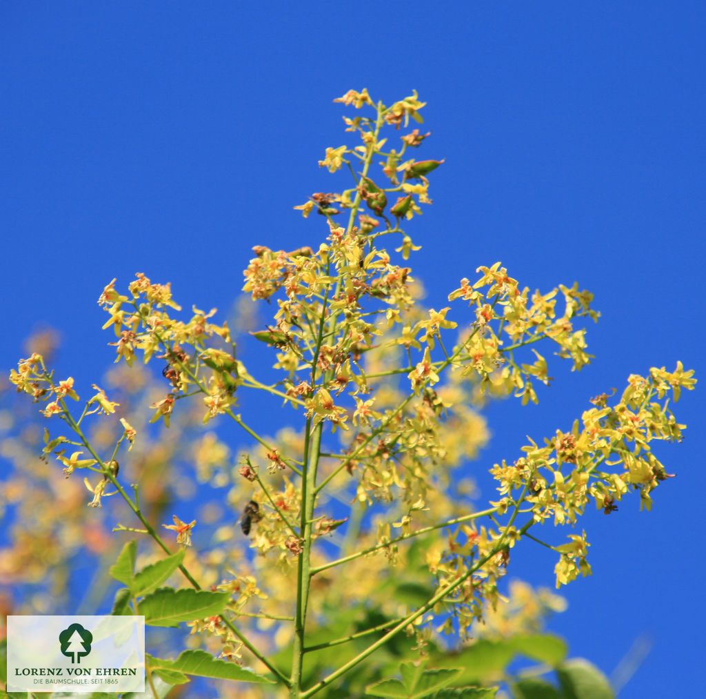 Koelreuteria paniculata