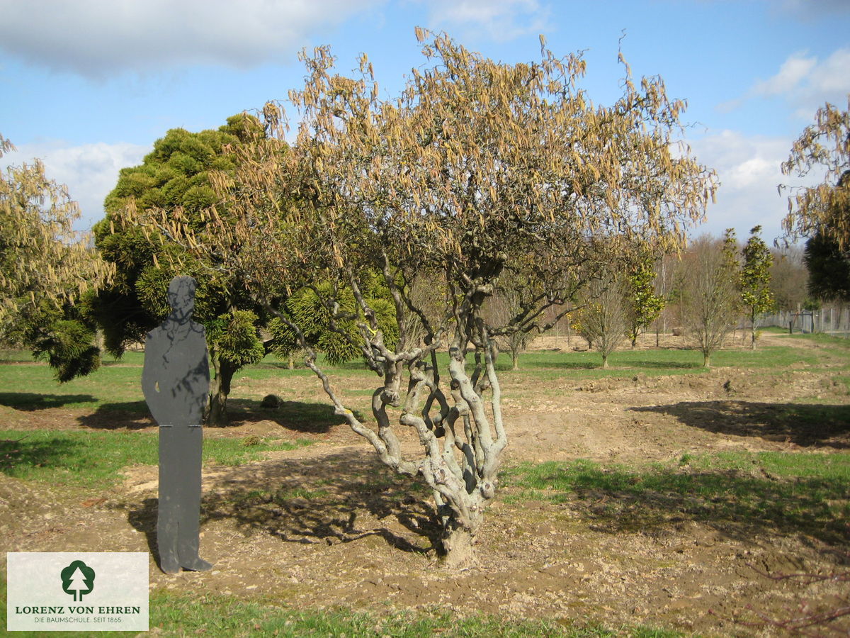 Corylus avellana 'Contorta'