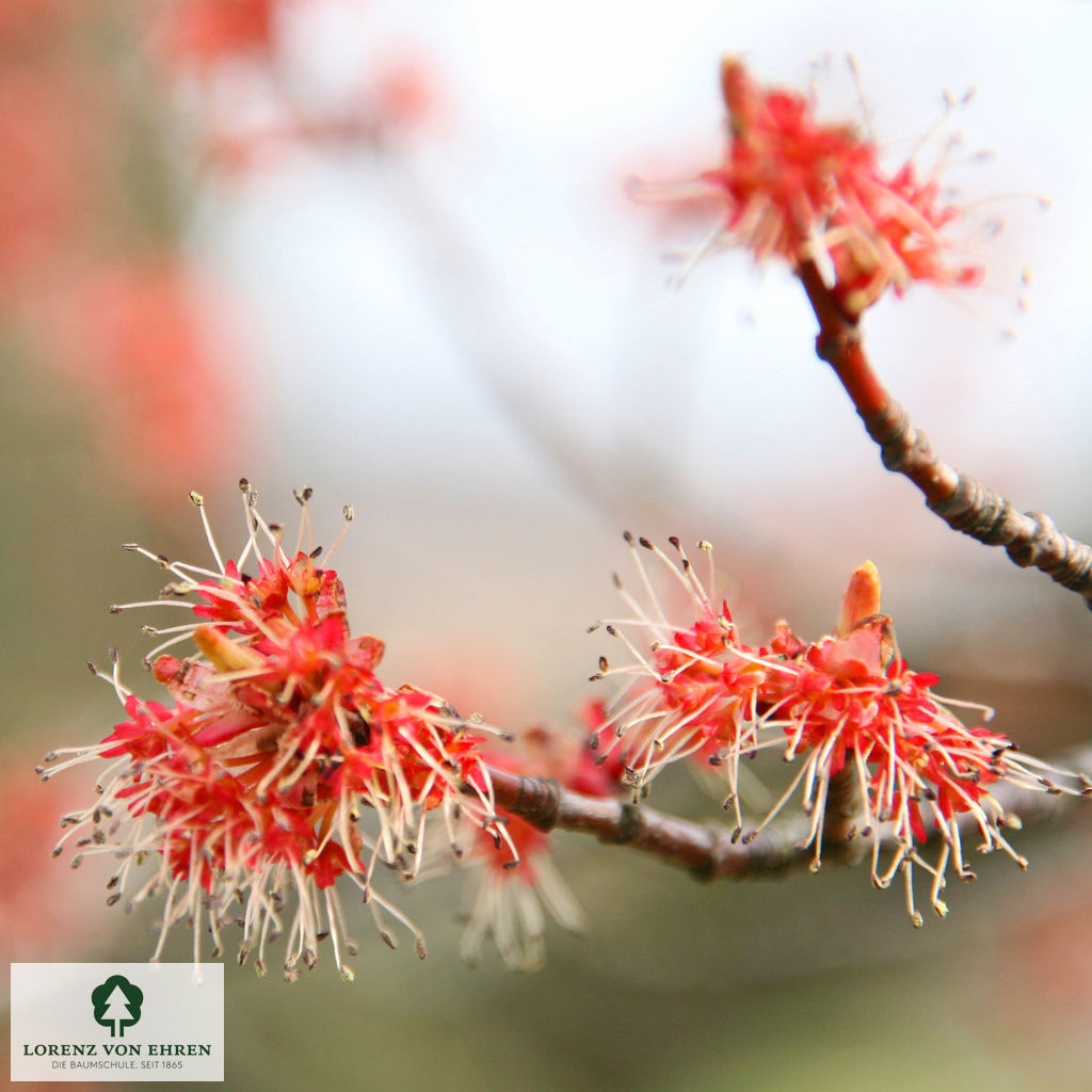 Acer rubrum