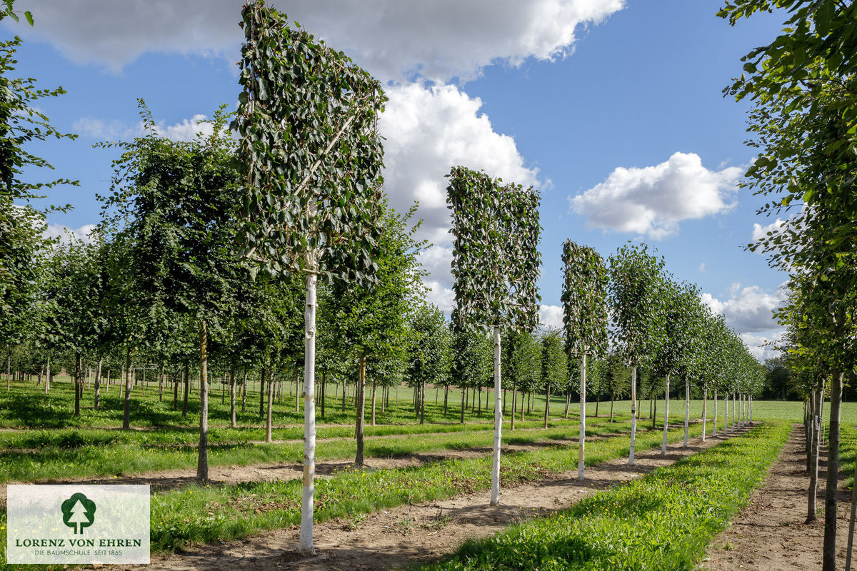 Betula jacquemontii