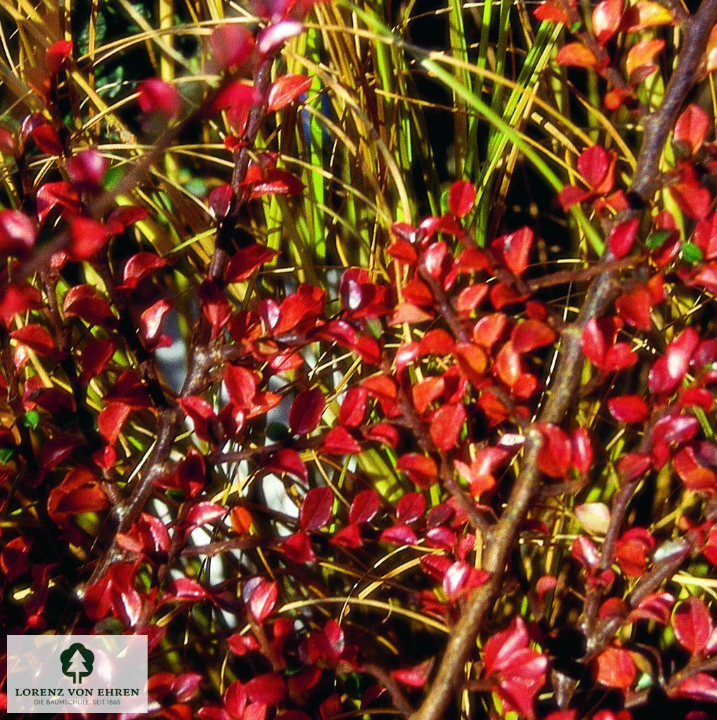 Cotoneaster horizontalis