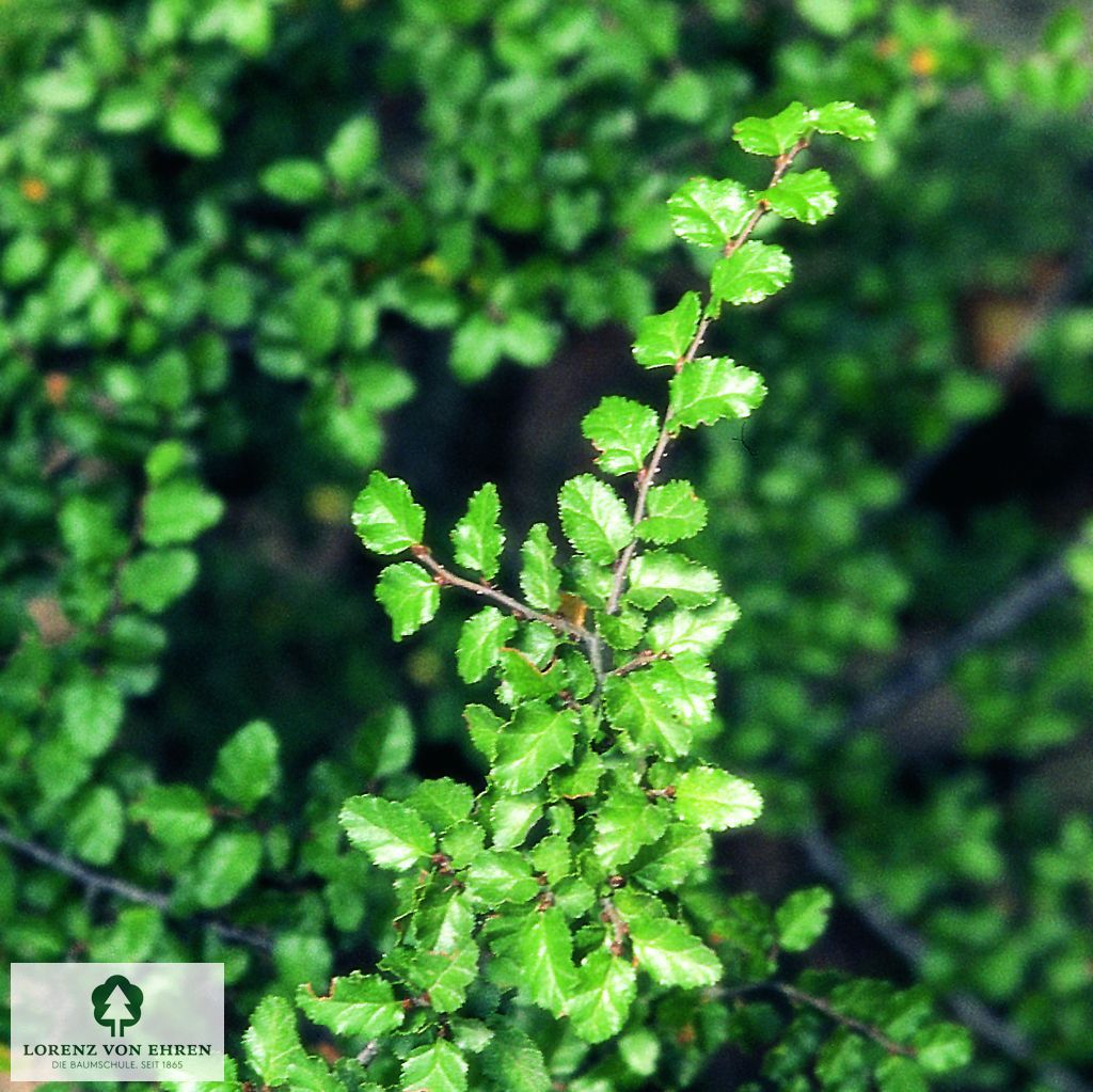 Nothofagus antarctica