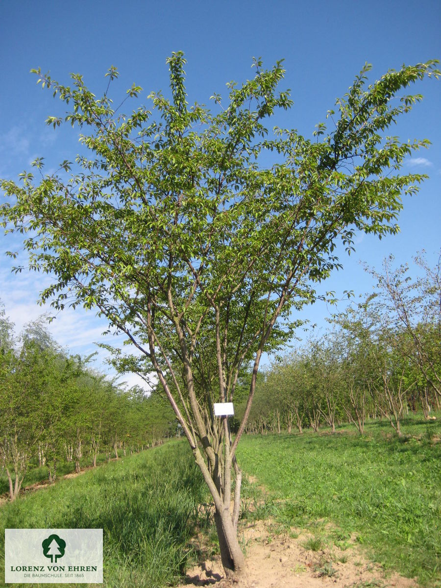 Prunus subhirtella 'Autumnalis'