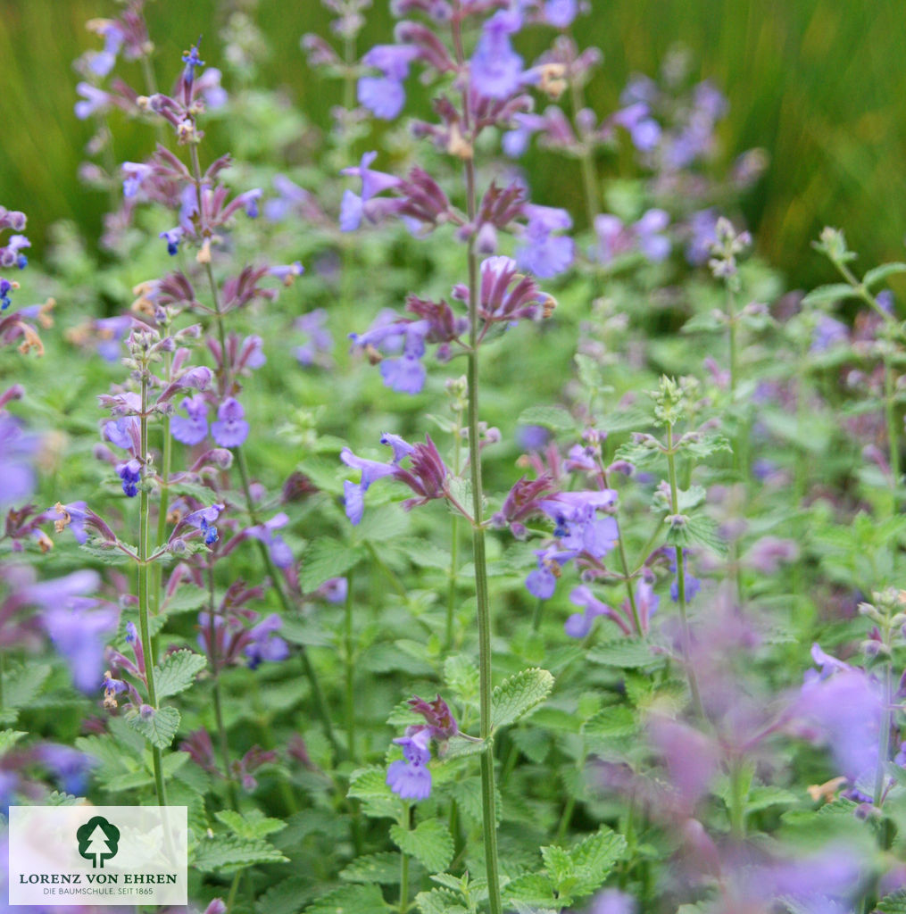 Nepeta faassenii 'Walker's Low'