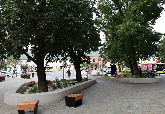 Bestandsbäume auf einem Stadtplatz