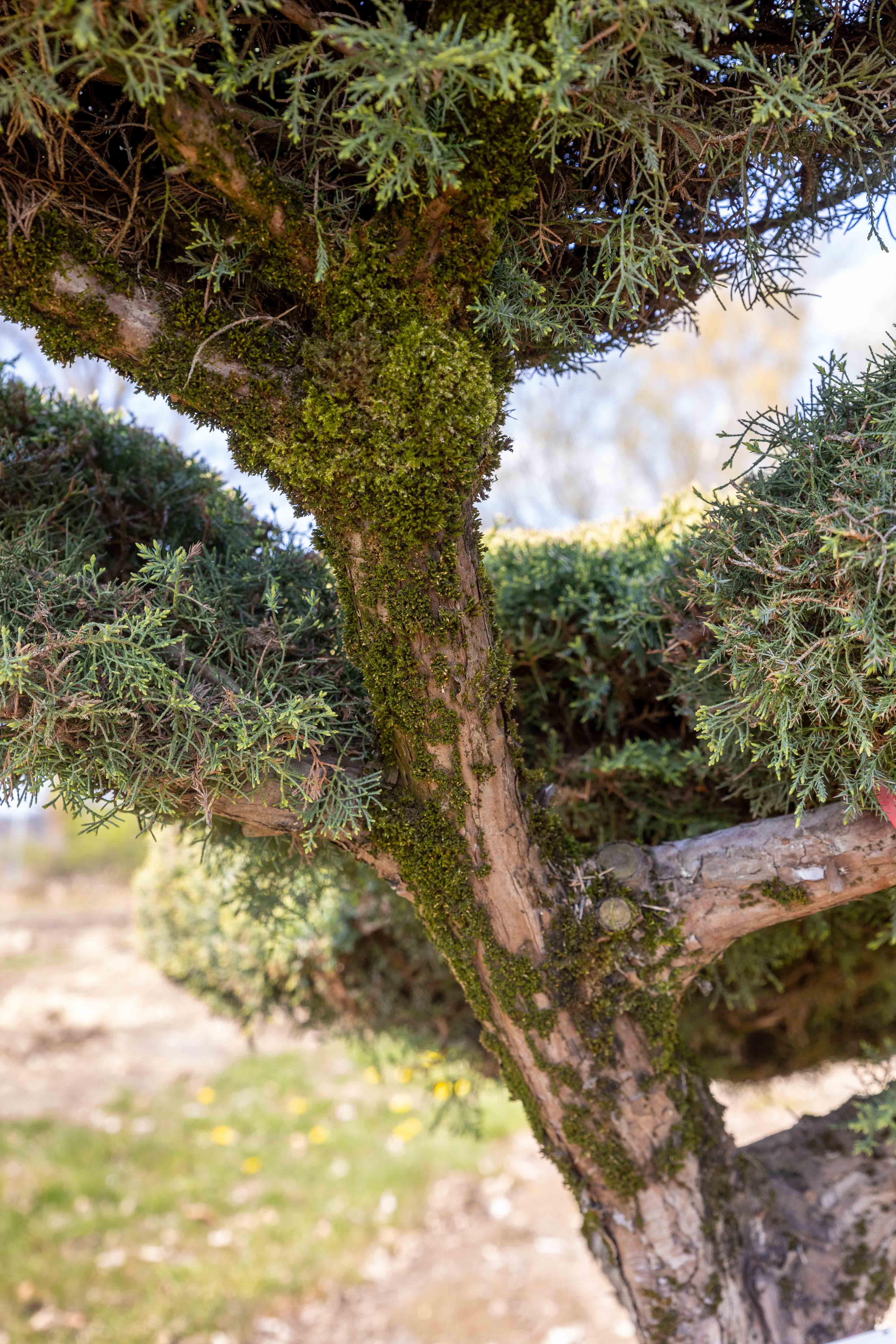 Juniperus media 'Pfitzeriana Glauca' Bonsai