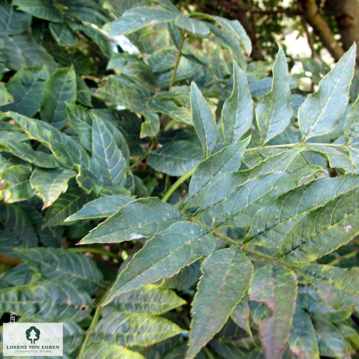 Fraxinus excelsior 'Nana'