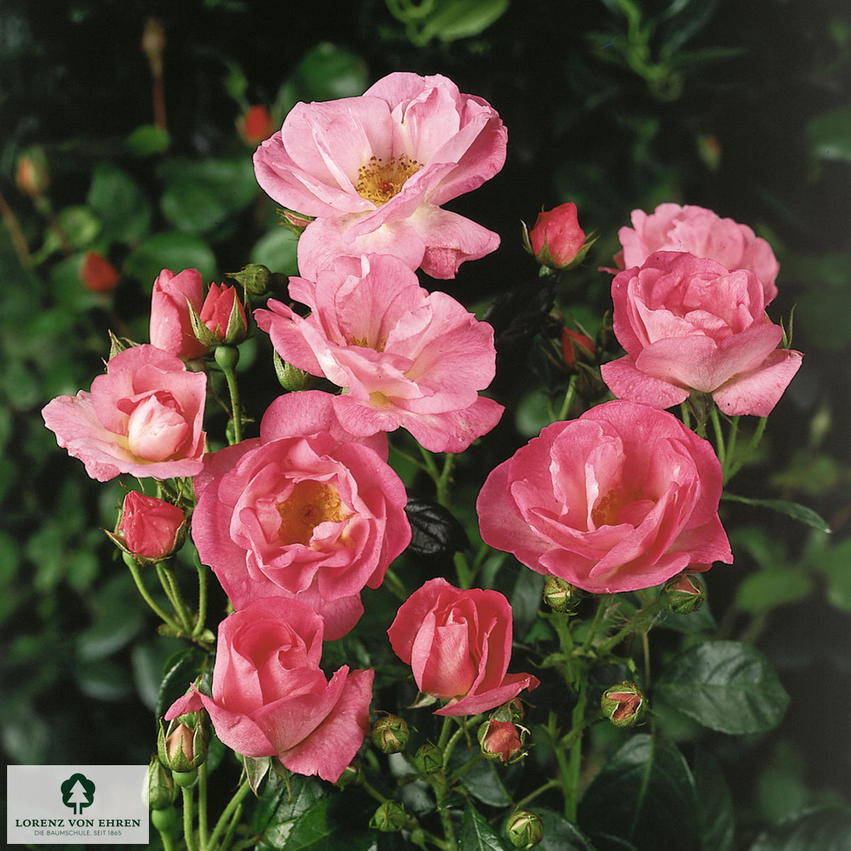 Rosa 'Hero'