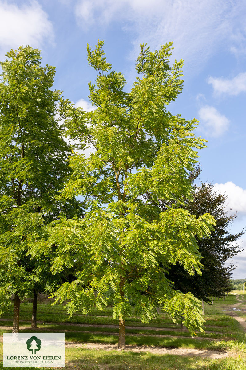 Juglans nigra