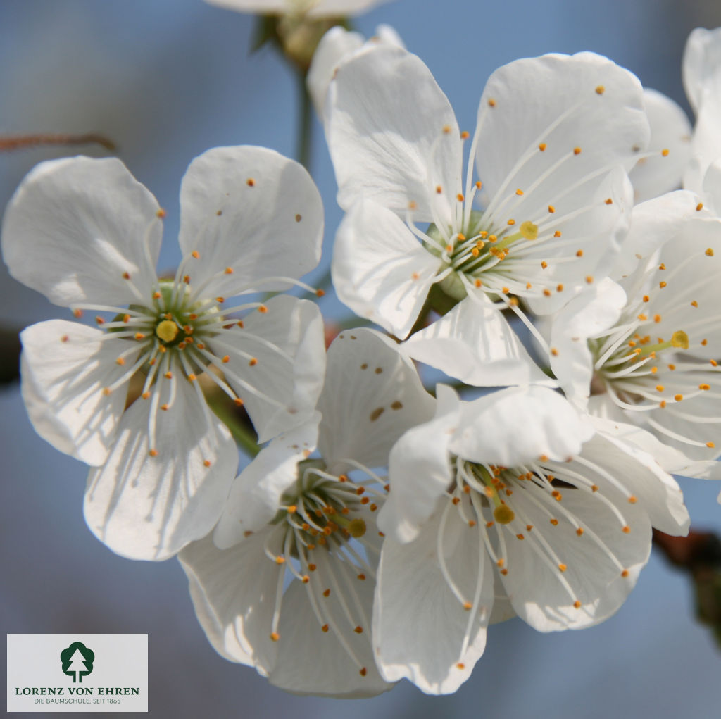 Prunus avium