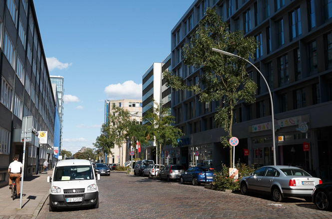 Ash trees for the city