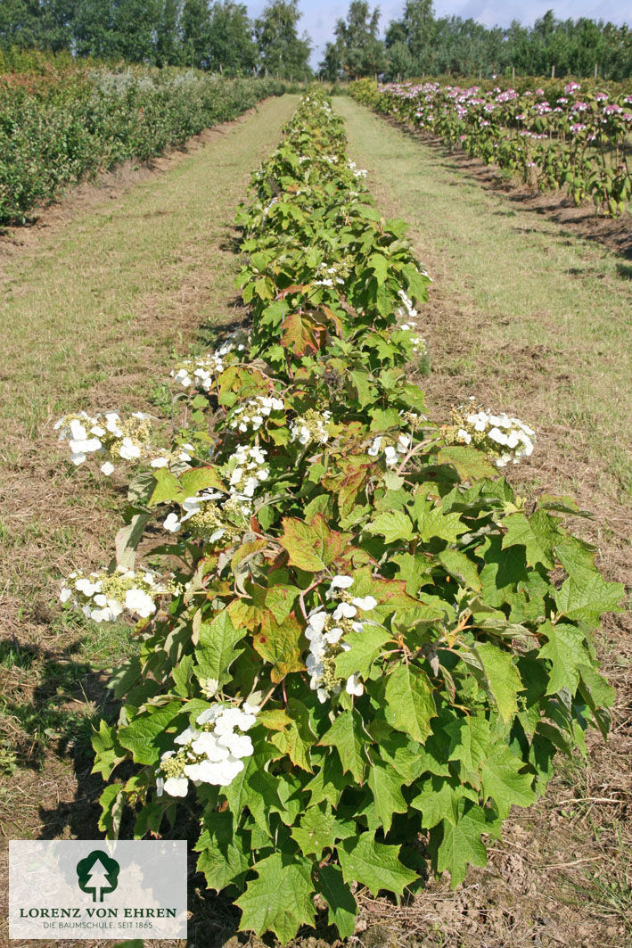 Hydrangea quercifolia