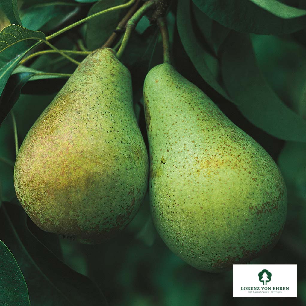 Pyrus communis 'Conférence' Unikat
