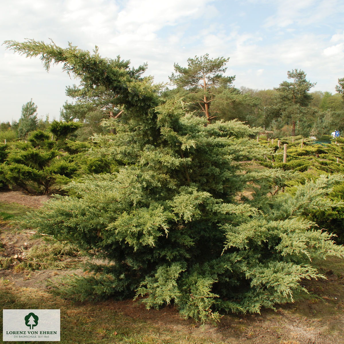 Juniperus media 'Hetzii'