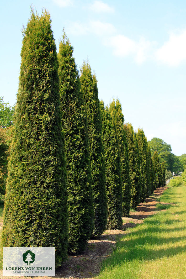 Thuja occidentalis 'Smaragd'