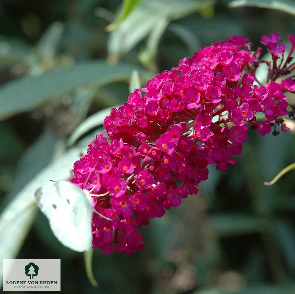 Buddleja davidii 'Royal Red'