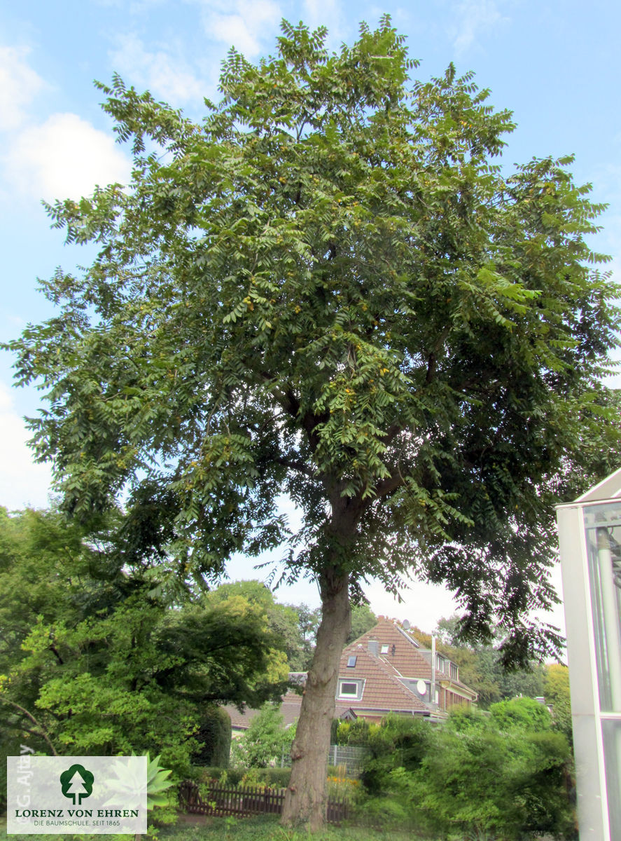 Juglans cinerea