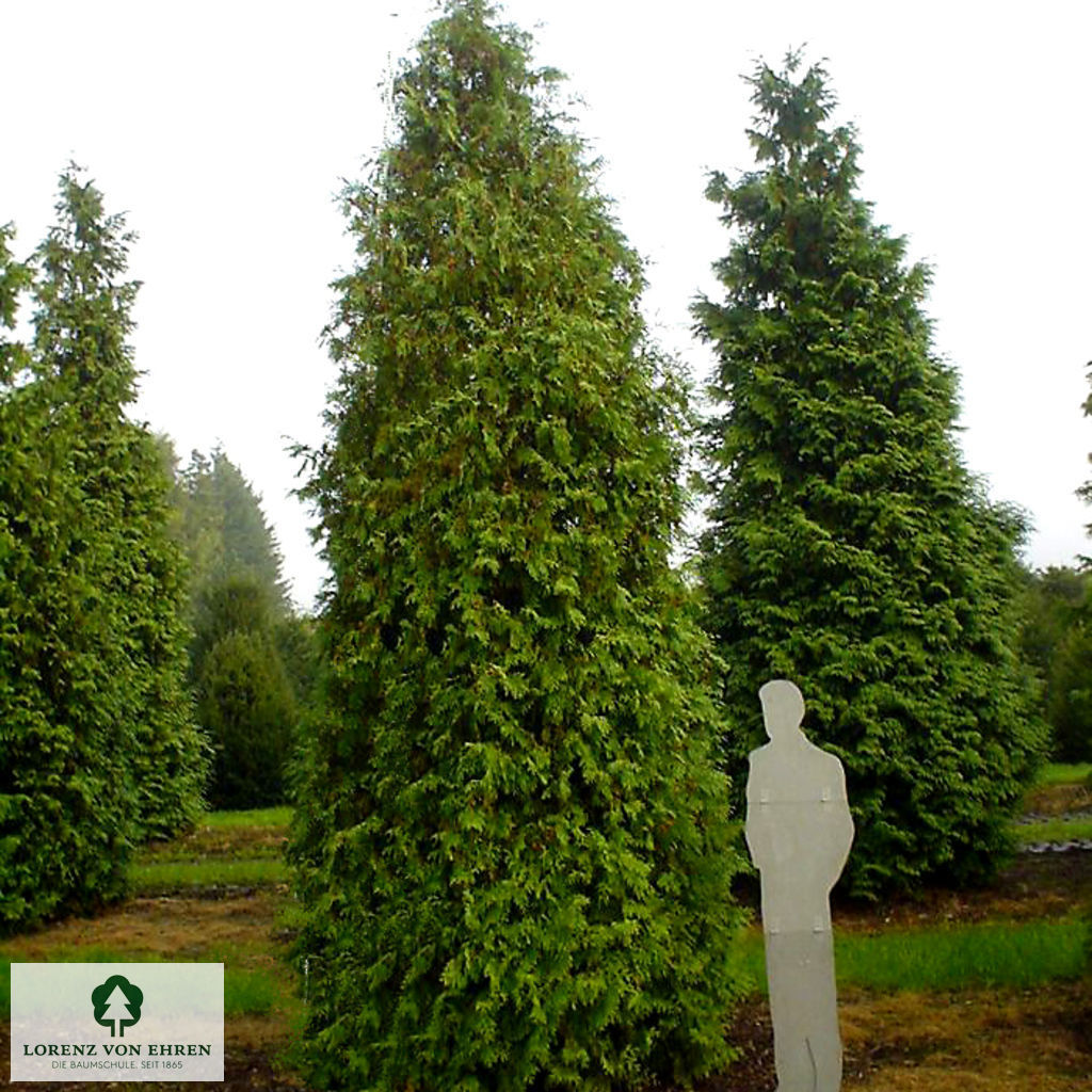 Thuja occidentalis