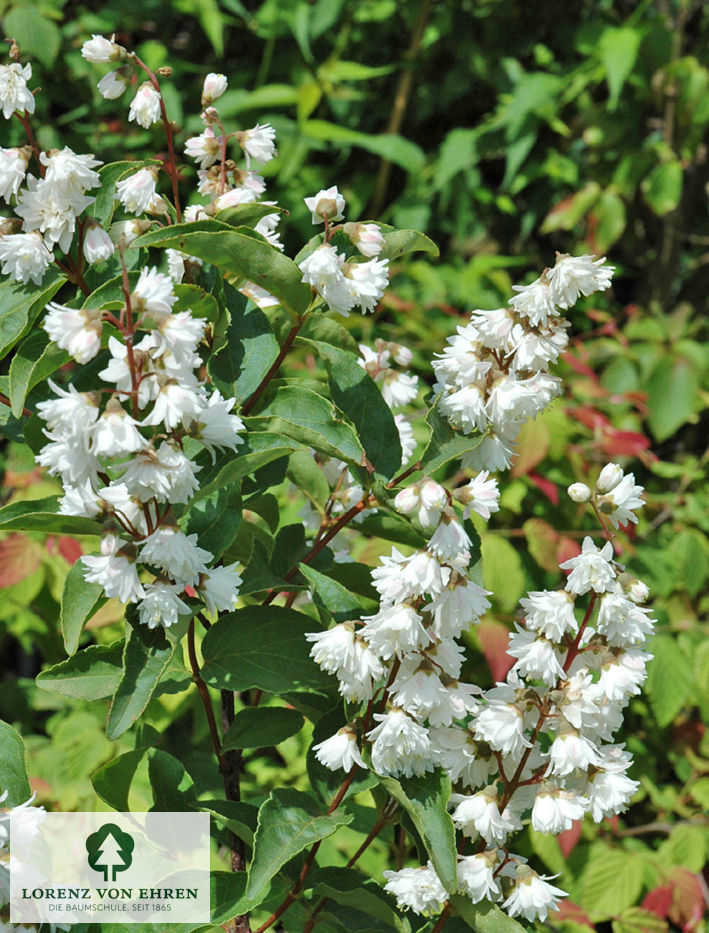 Deutzia gracilis