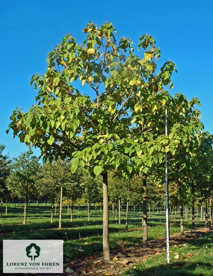 Paulownia tomentosa