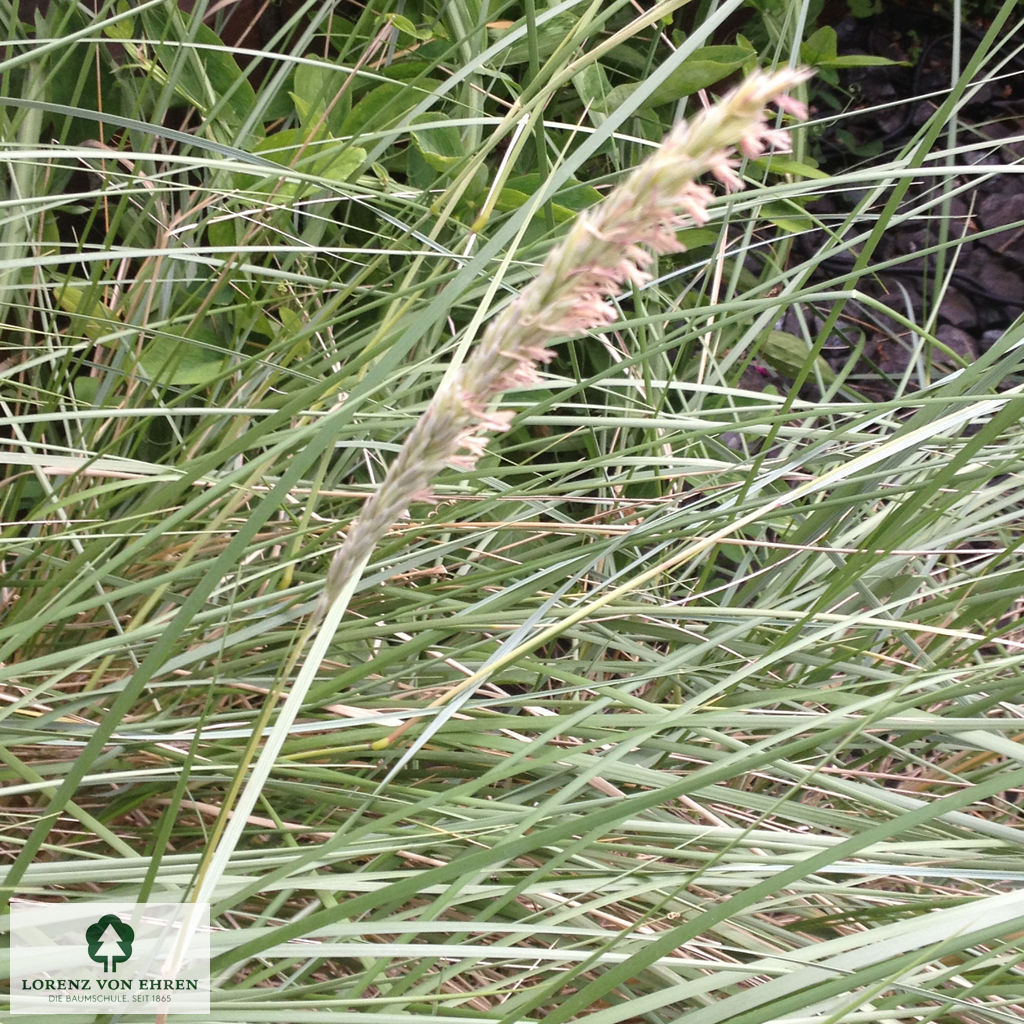 Ammophila arenaria