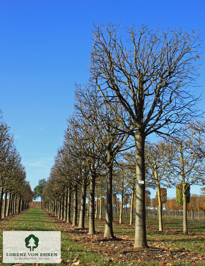 Tilia tomentosa