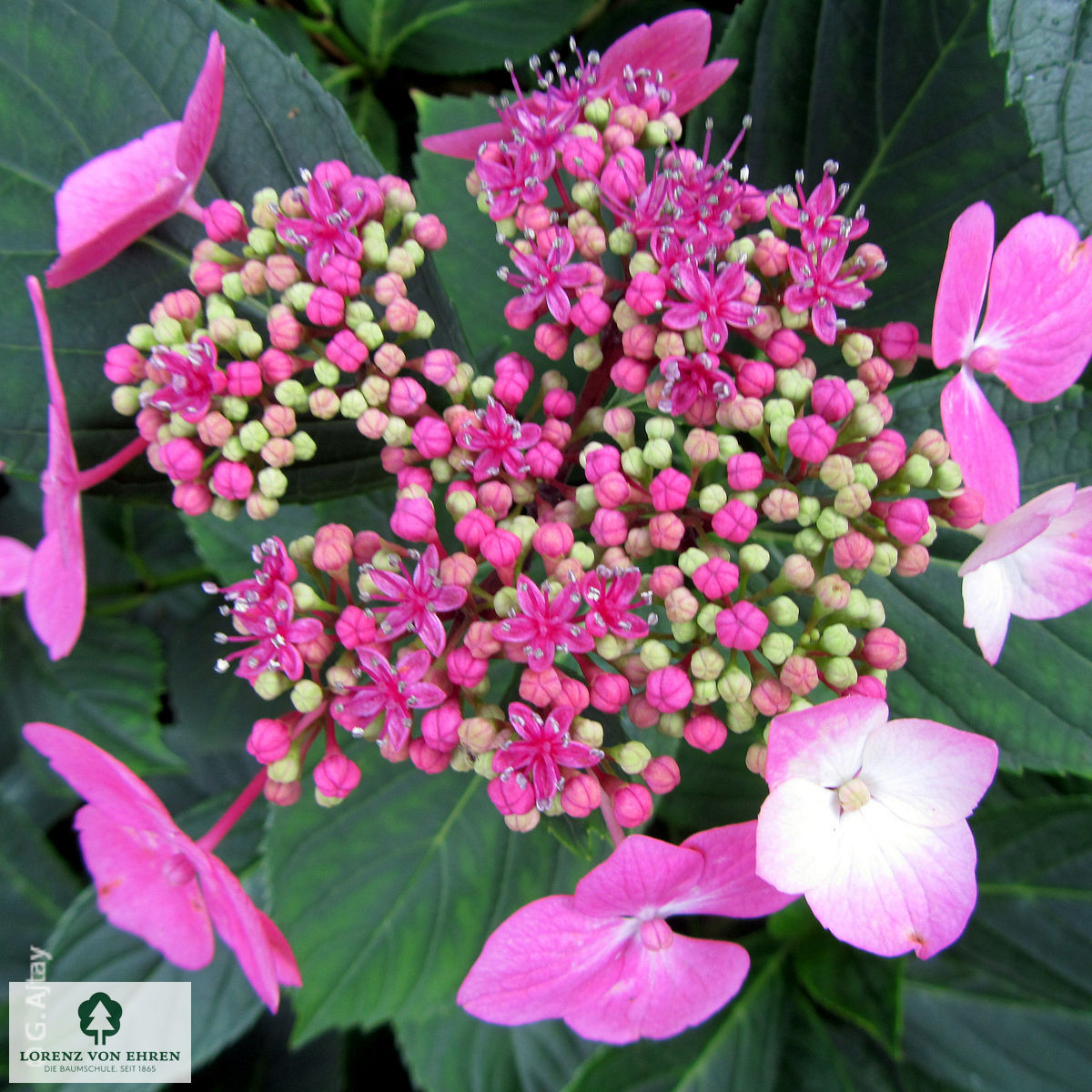 Hydrangea macrophylla 'Mariesii Perfecta'