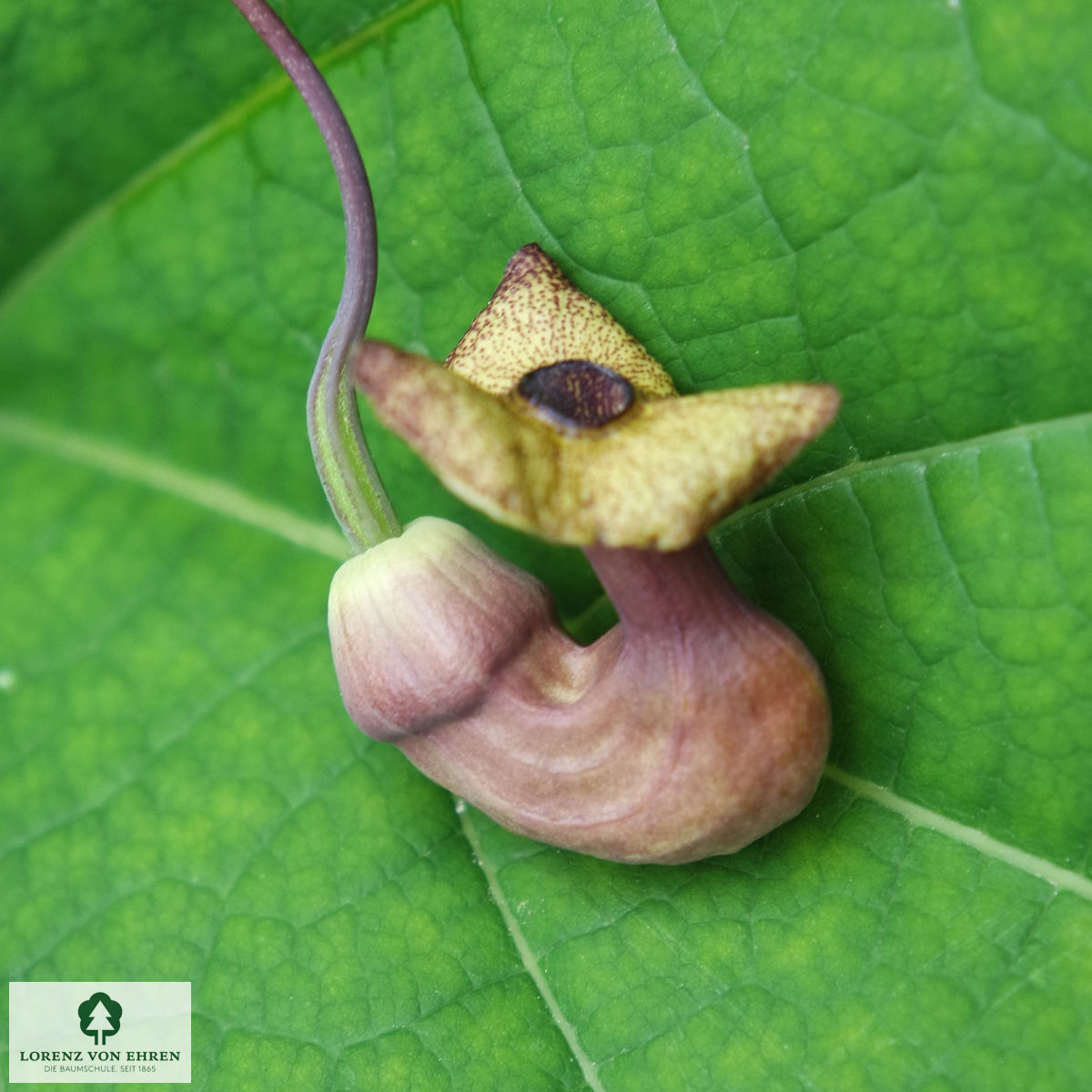 Aristolochia macrophylla