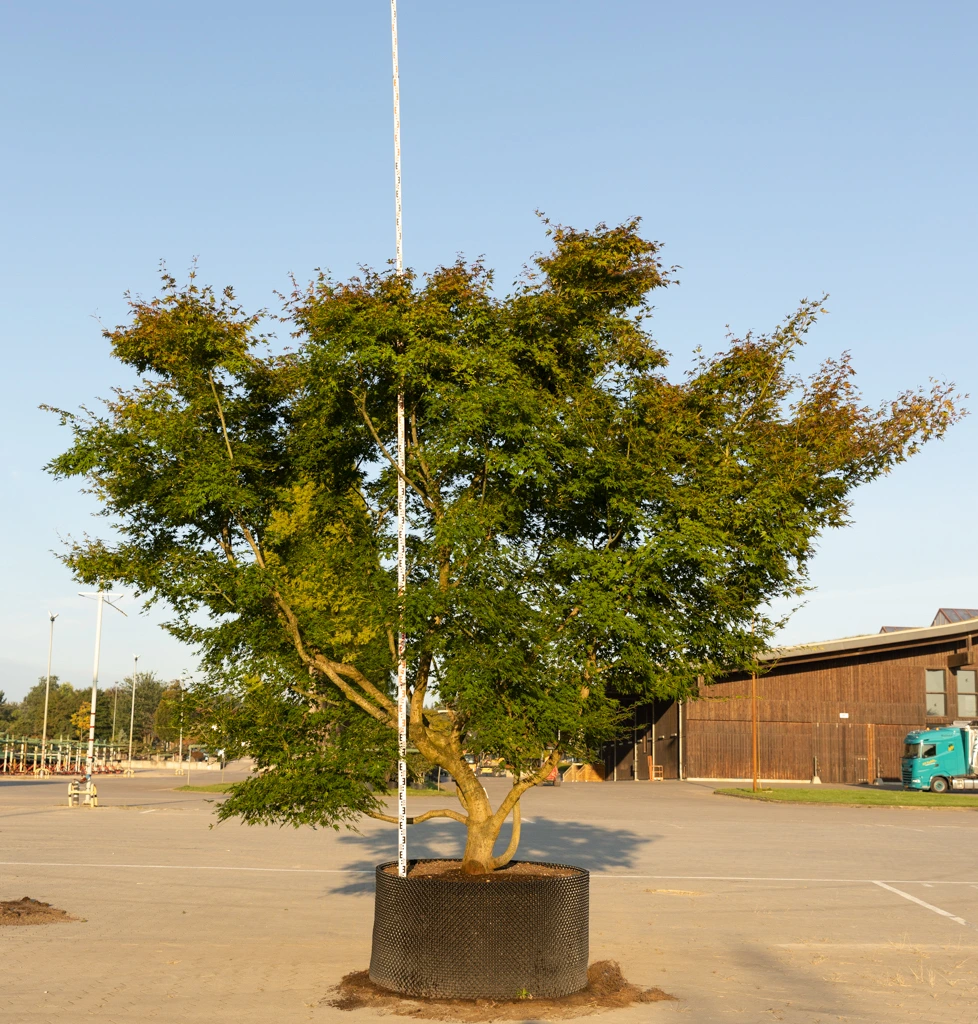 Acer palmatum VJ