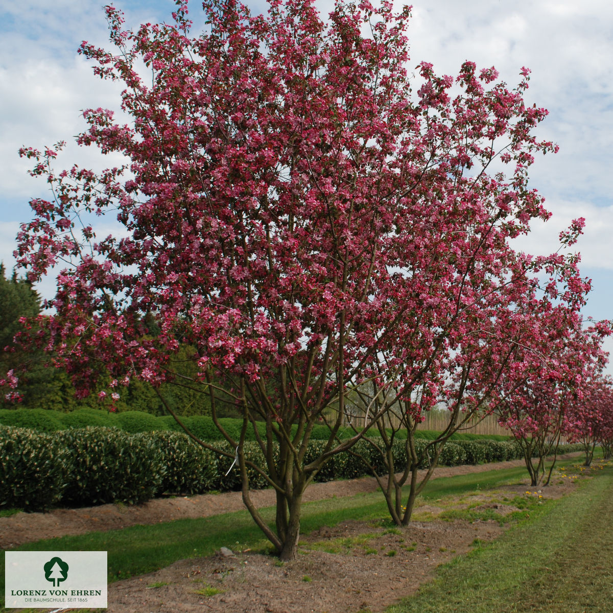 Malus 'Rudolph'