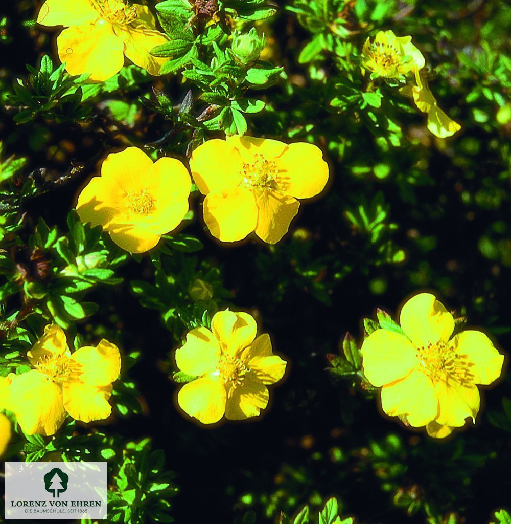 Potentilla fruticosa 'Hachmann's Gigant'