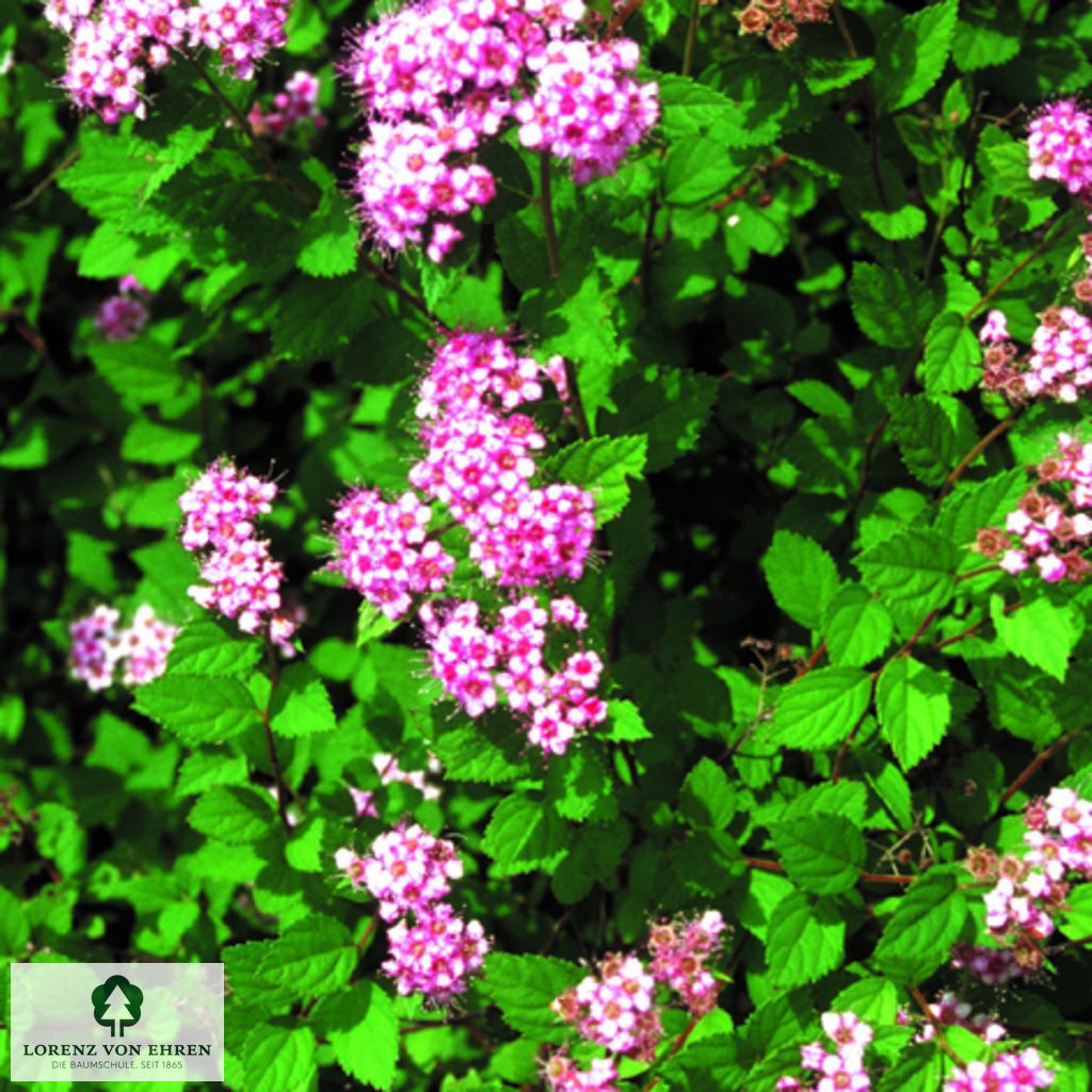 Spiraea japonica 'Little Princess'