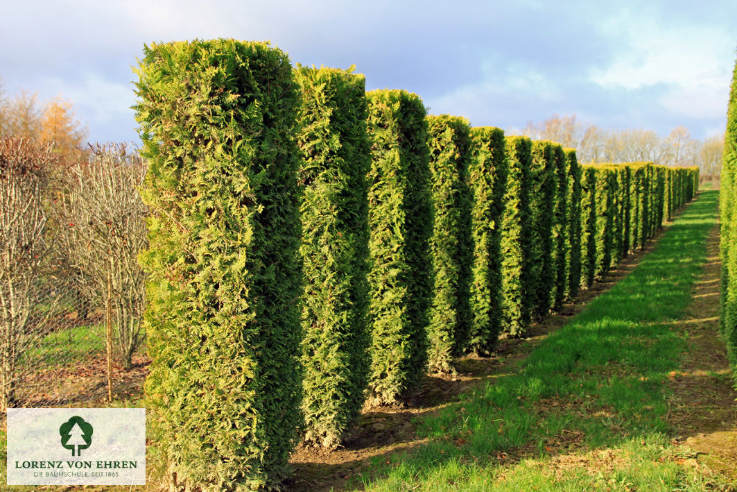 Thuja occidentalis 'Brabant'