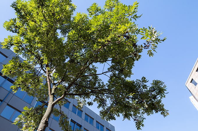 Landespflegetage Veitshöchheim 