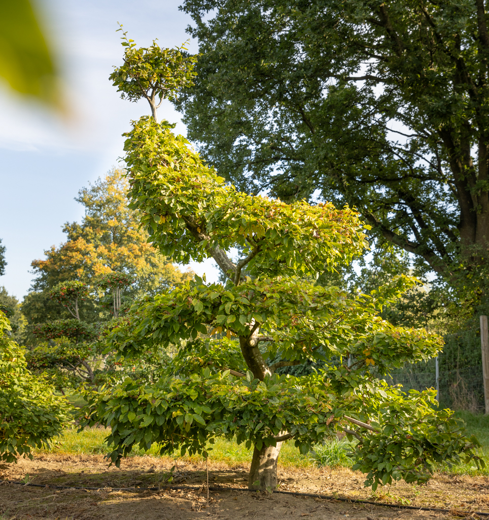 Carpinus betulus Bonsai