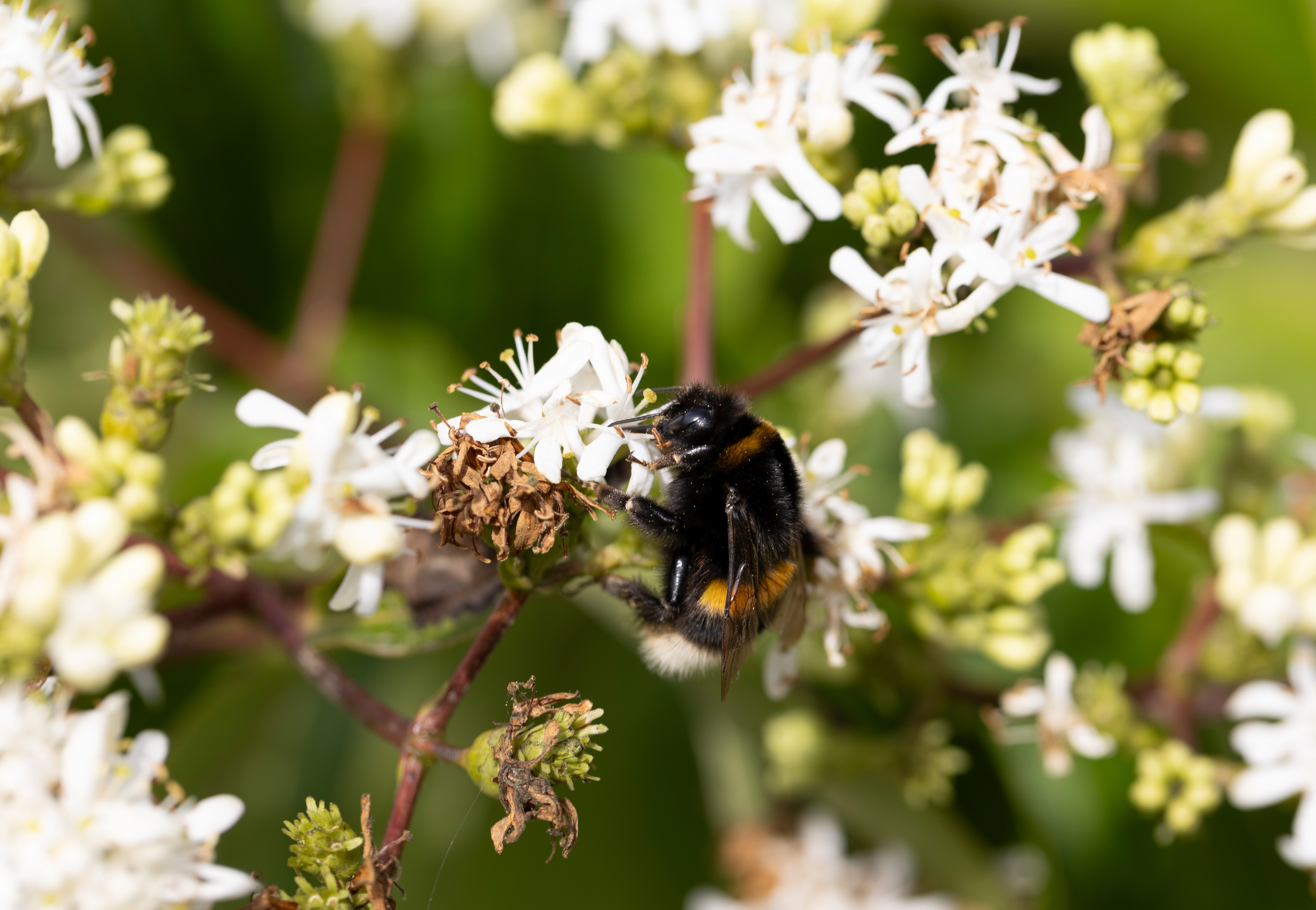 Insekt auf zarter Blüte