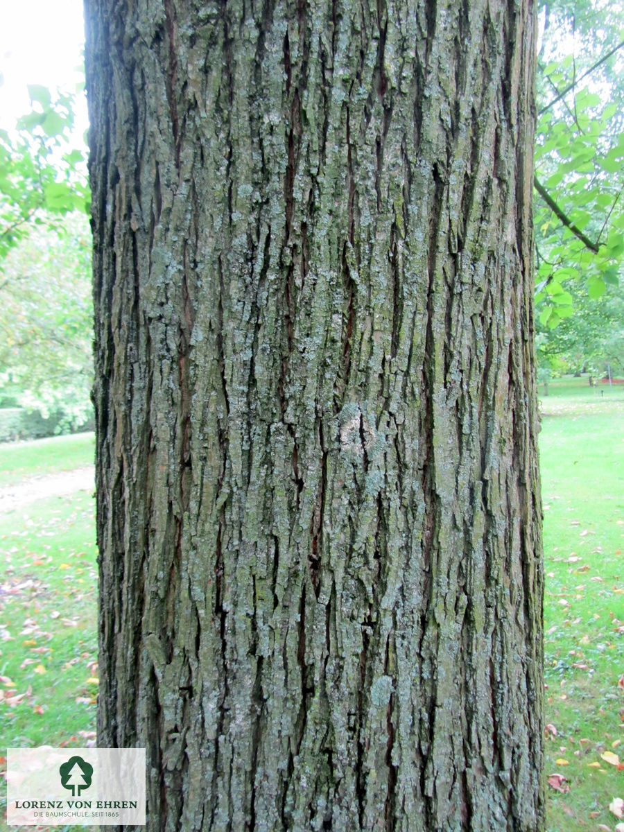 Ulmus hollandica 'Commelin'