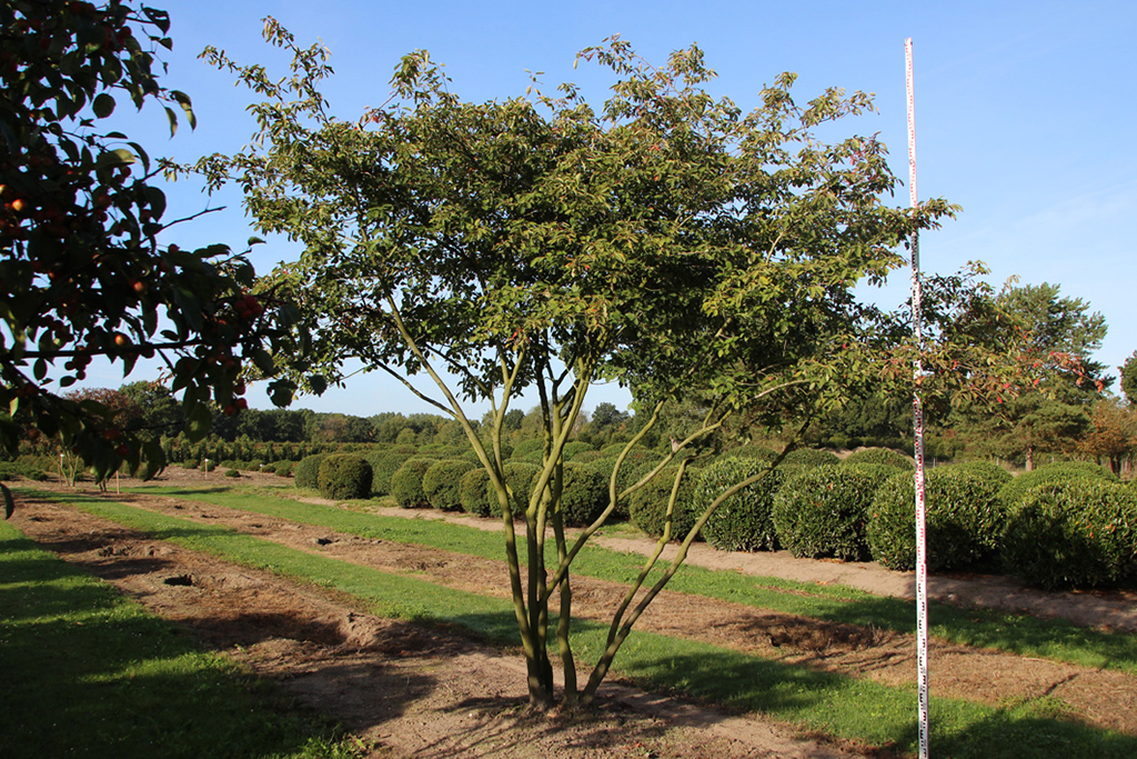 Amelanchier lamarkii_Mehrstämmer Eine mehrstämmige Felsenbirne