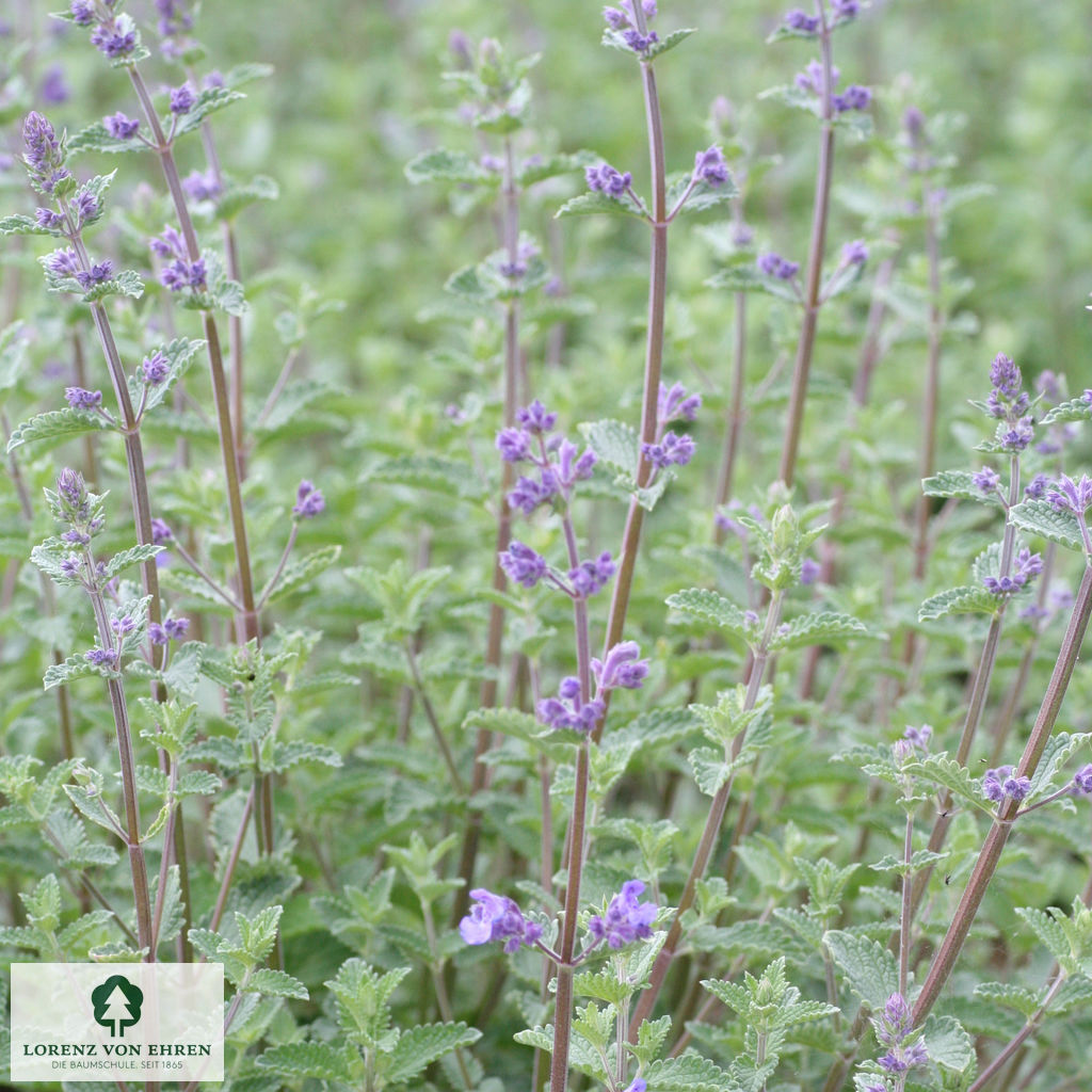 Nepeta faassenii 'Walker's Low'