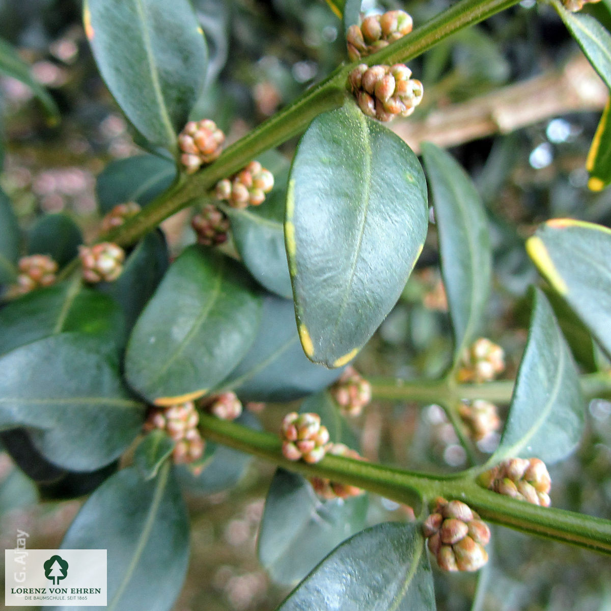 Buxus sempervirens 'Handsworthiensis'