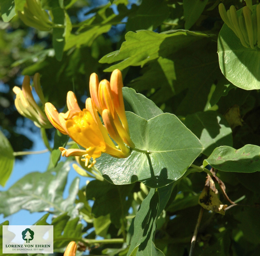 Lonicera tellmanniana