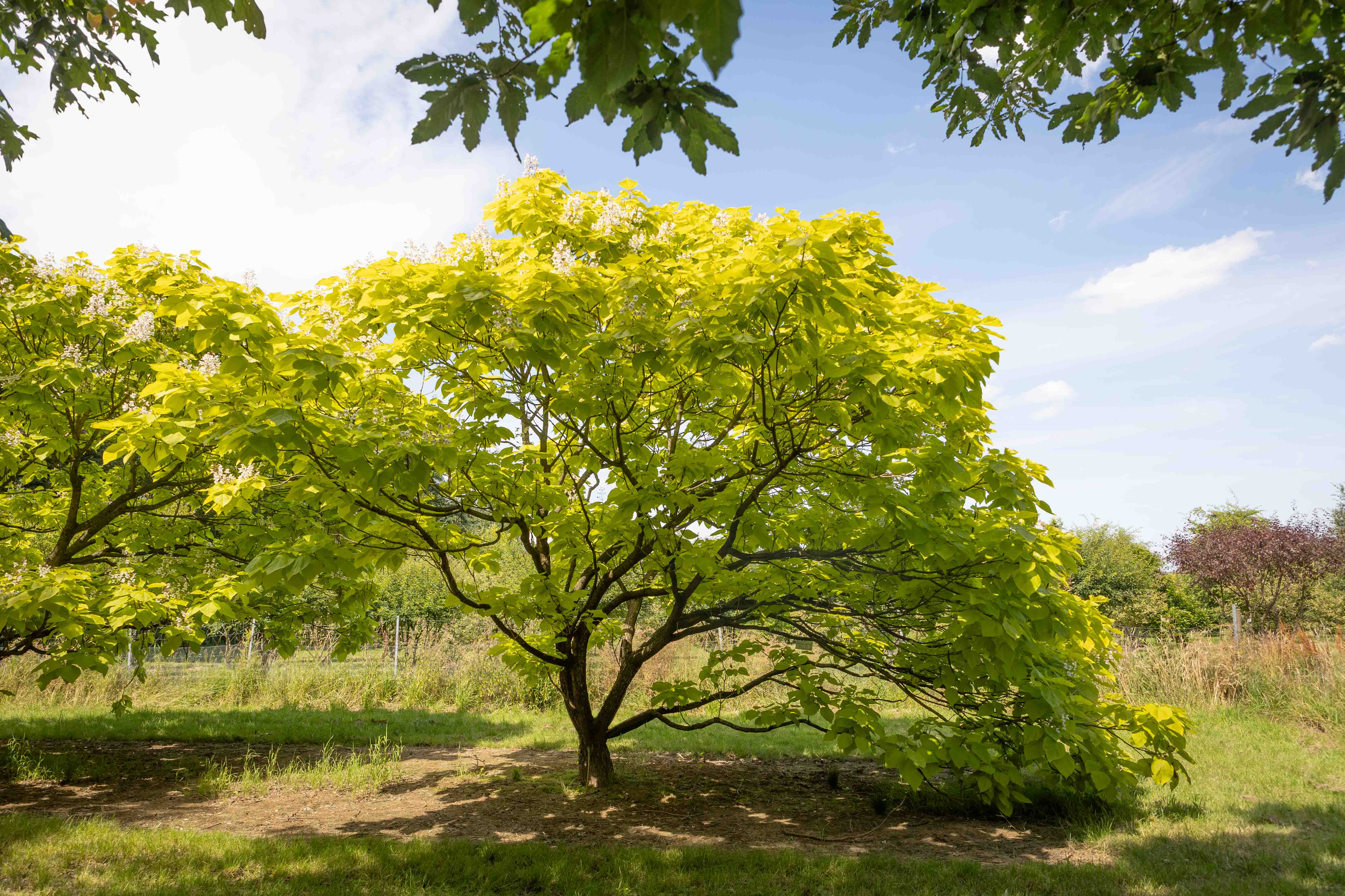 Ein Baum mit großer Krone, die bis zum Boden reicht
