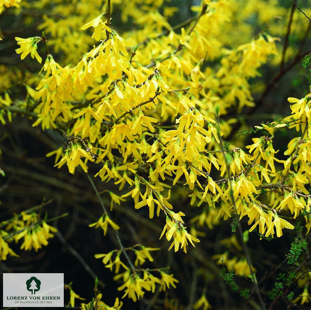 Forsythia 'Minigold'