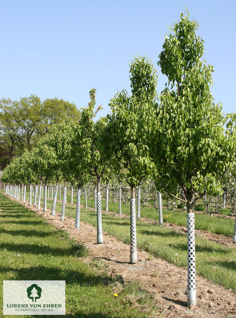 Pyrus communis 'Conference'