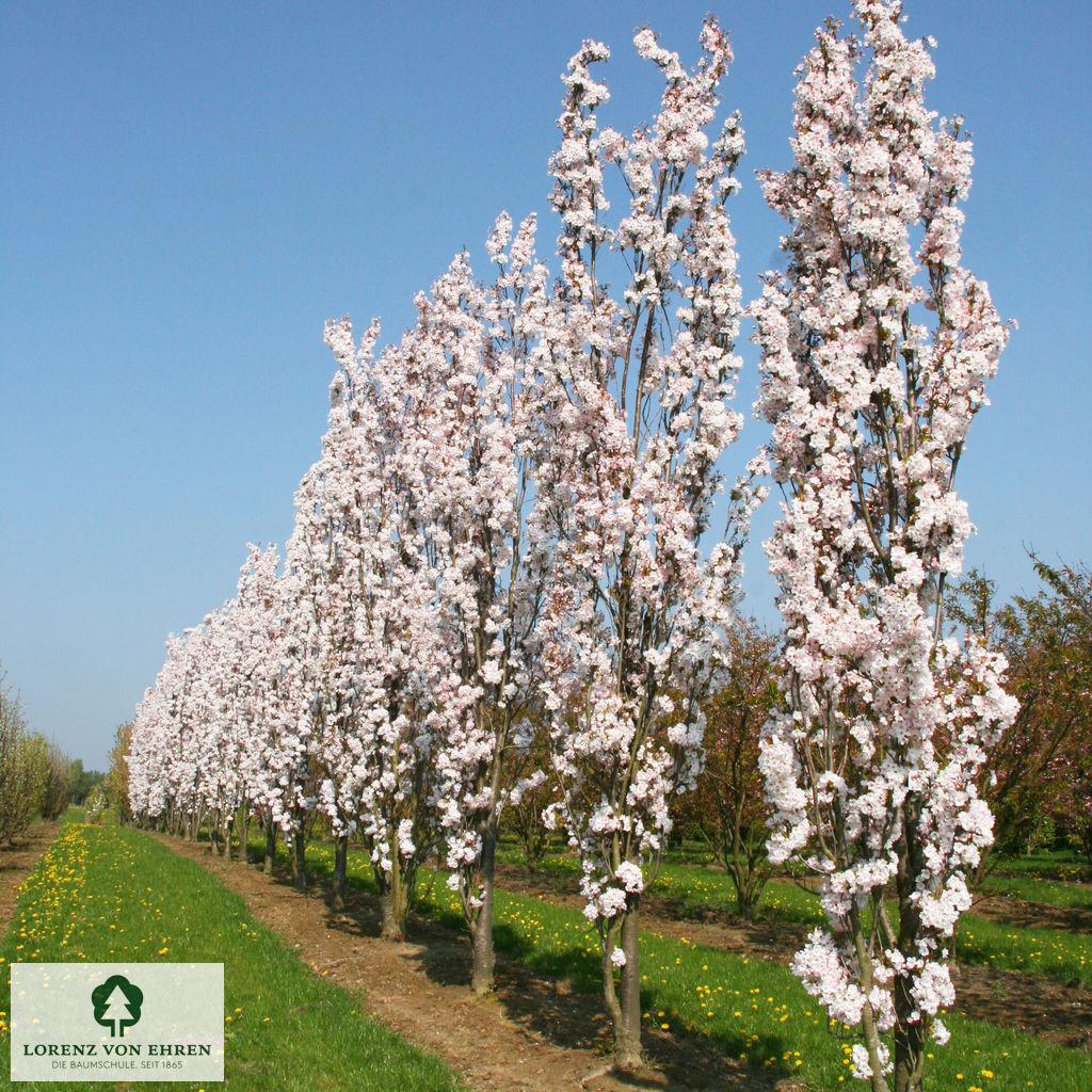 Prunus serrulata 'Amanogawa'