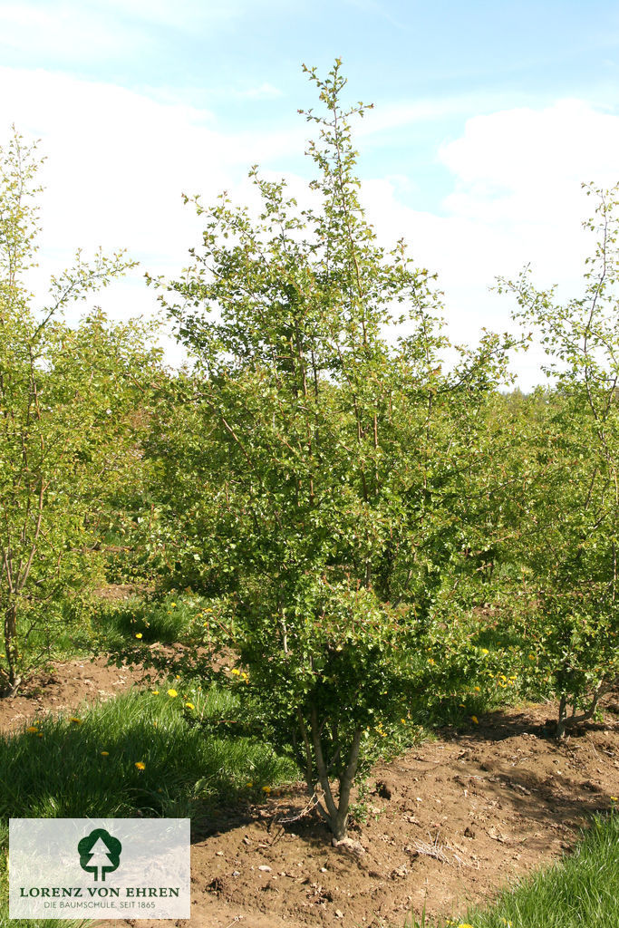 Crataegus monogyna