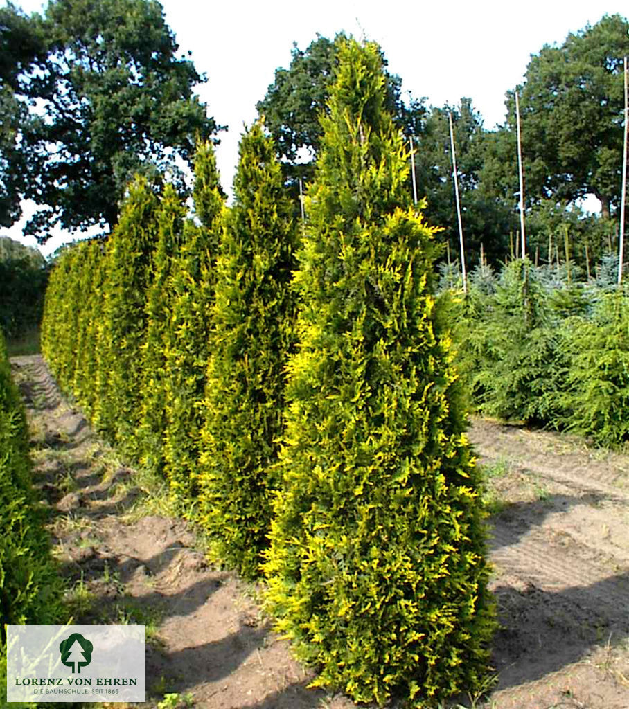 Thuja plicata 'Aurescens'