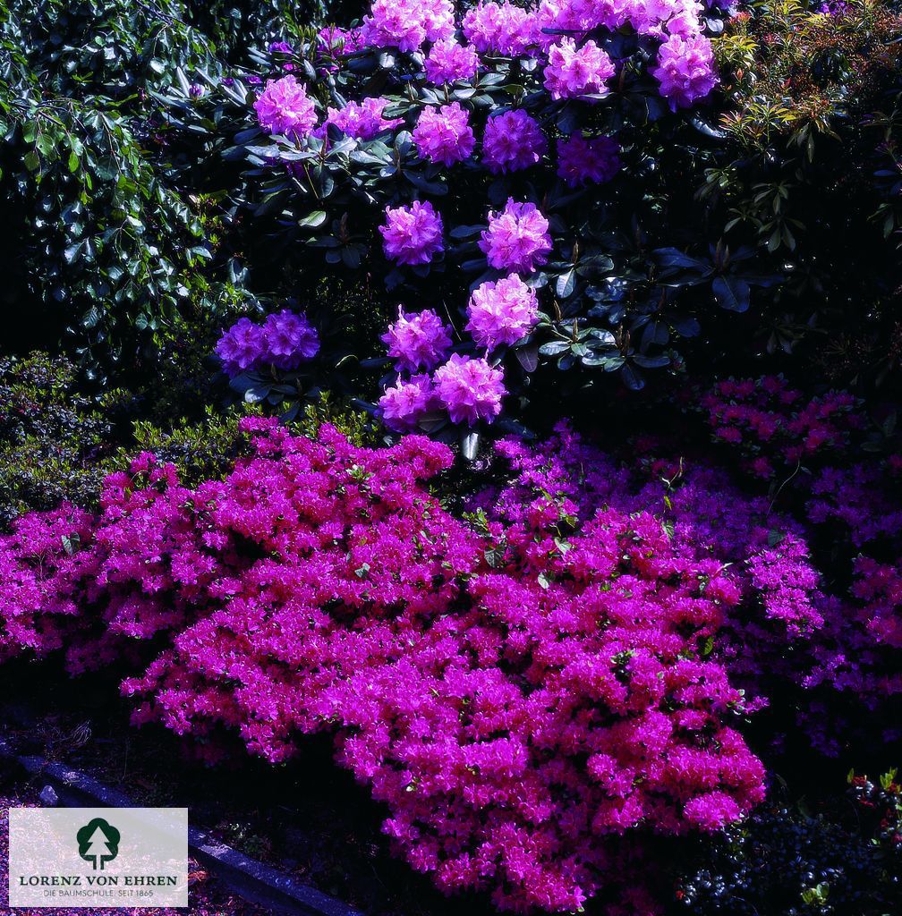 Rhododendron Japanische Azalee 'Beethoven'