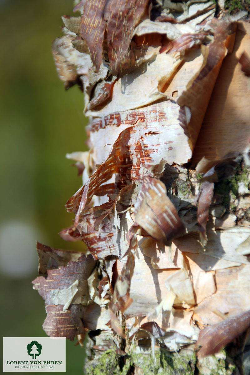 Betula nigra