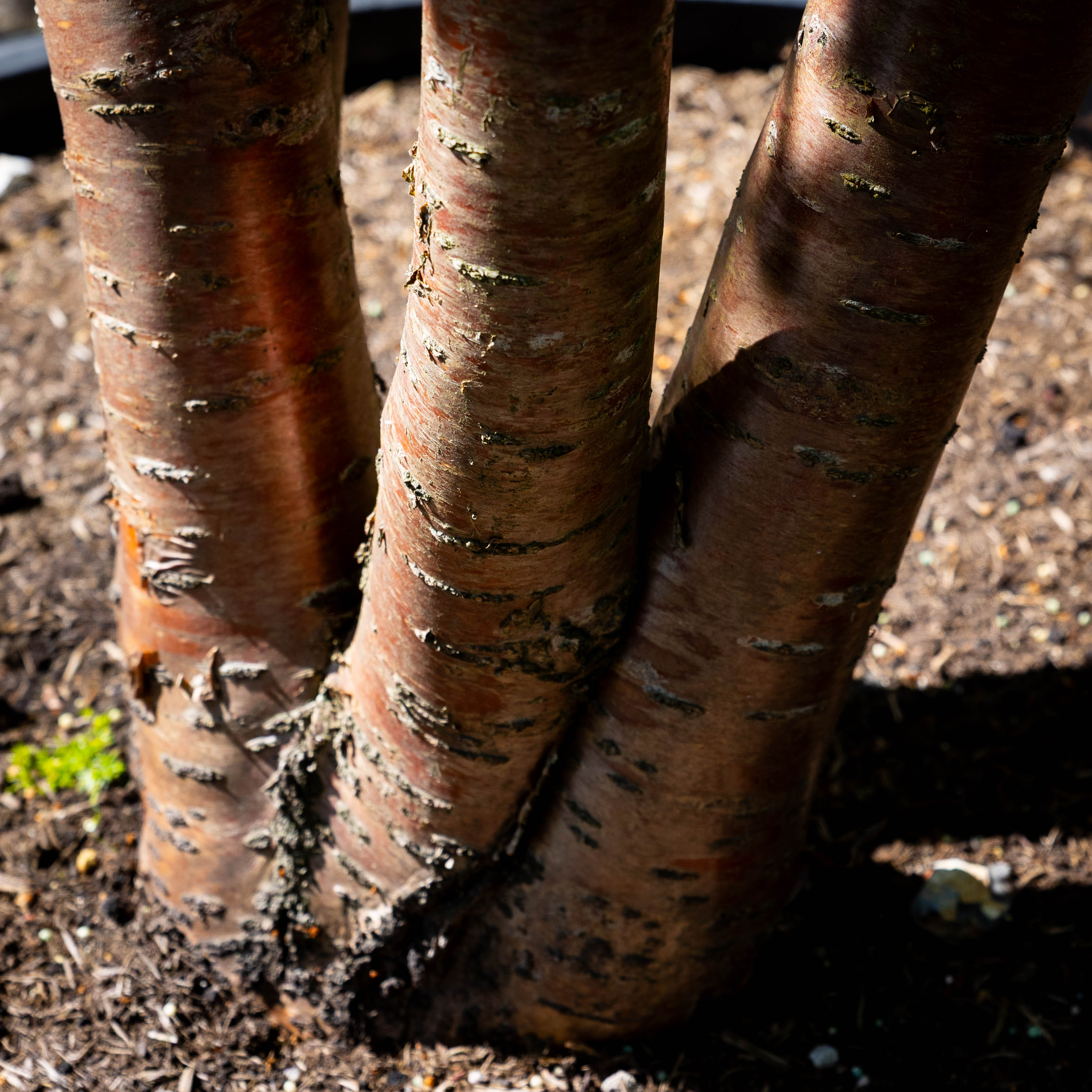 Prunus maackii 'Amber beauty' VJ